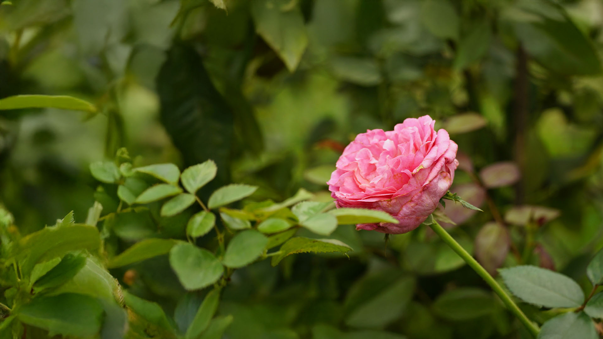 garden_rose