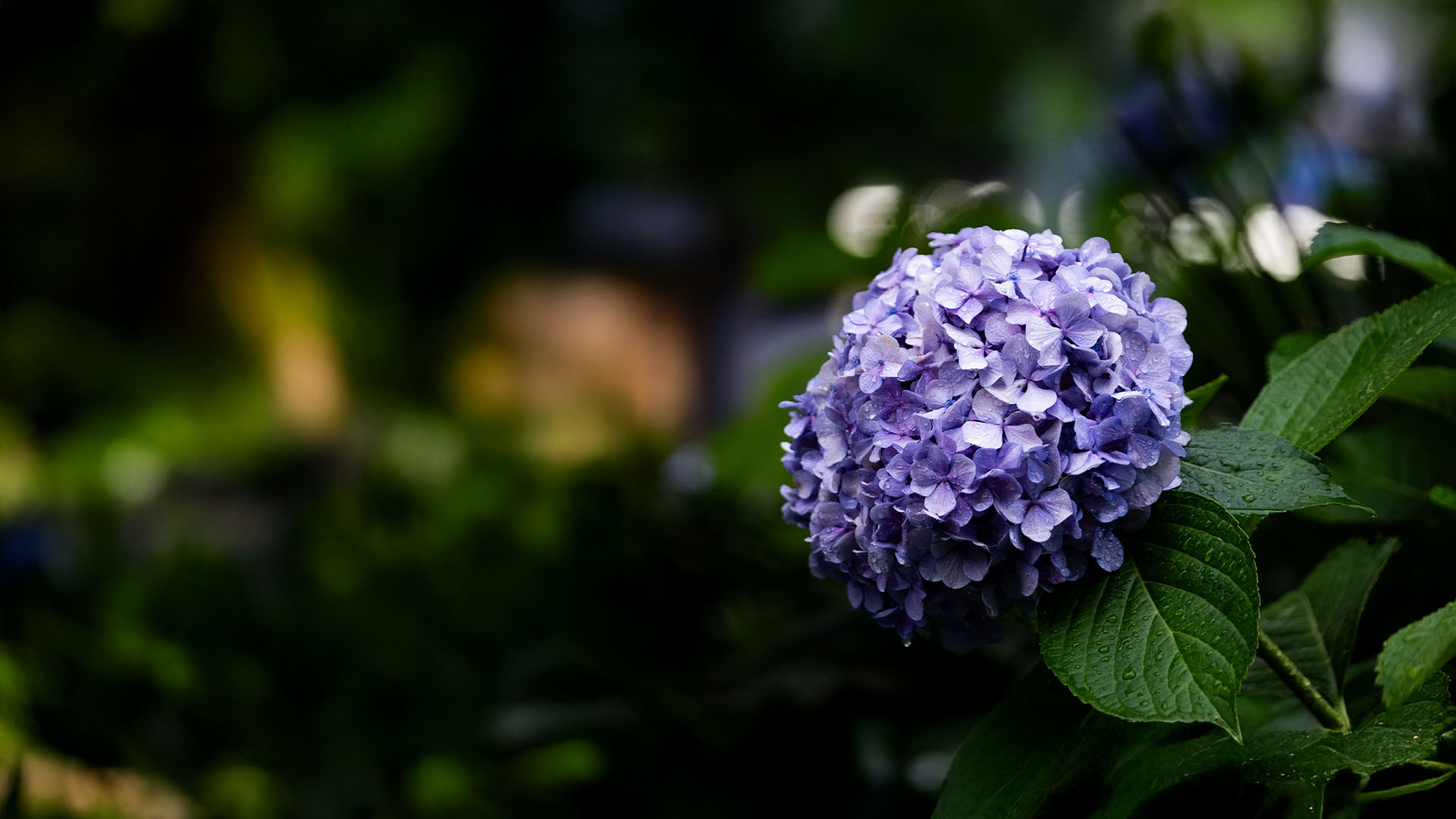 hydrangea
