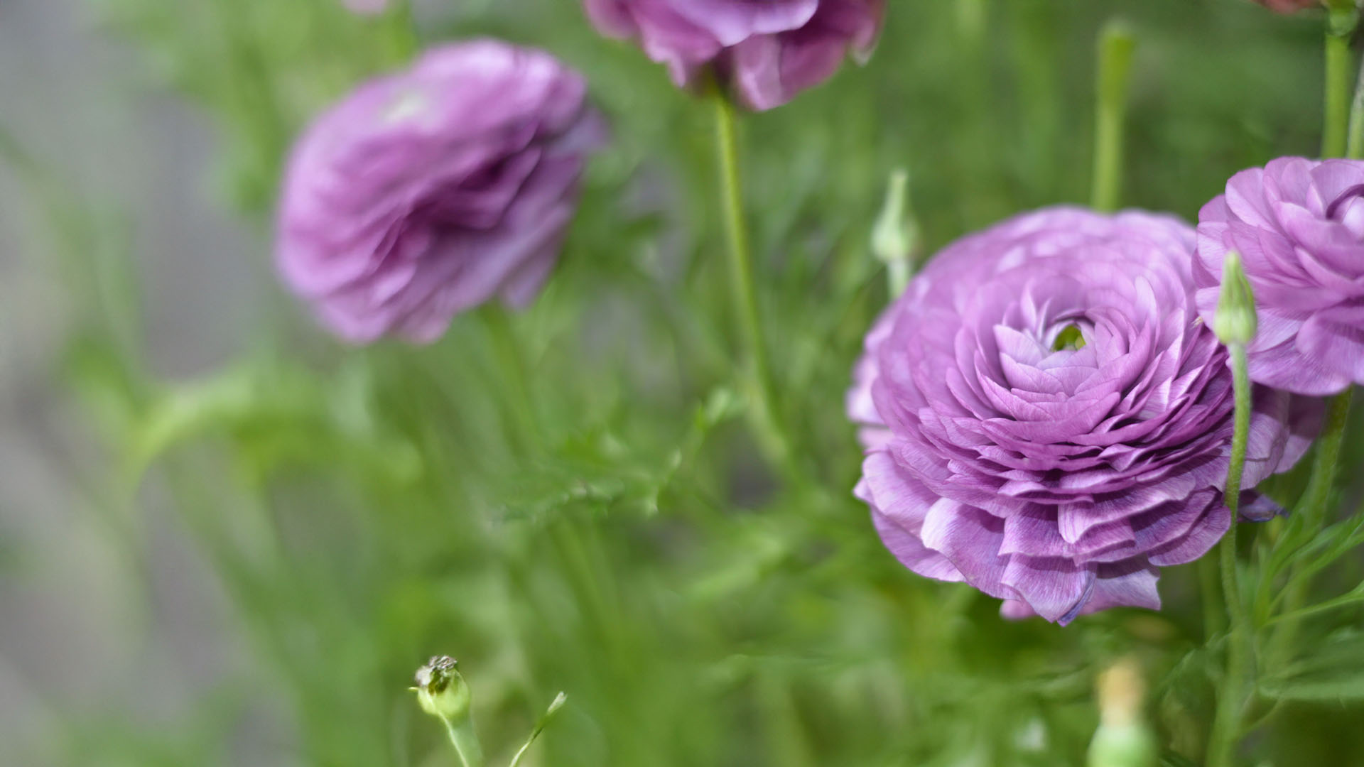 ranunculus