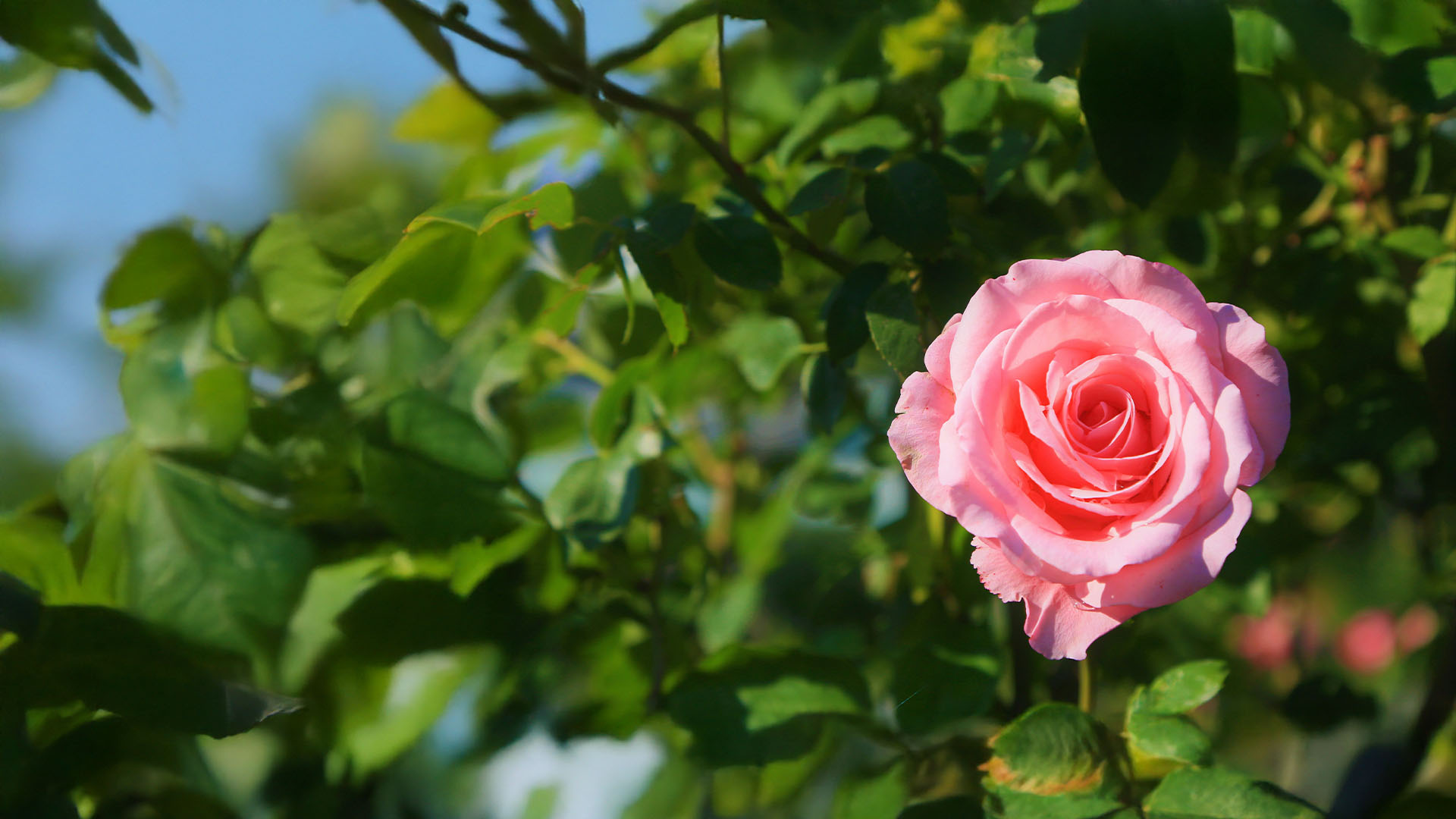 rose