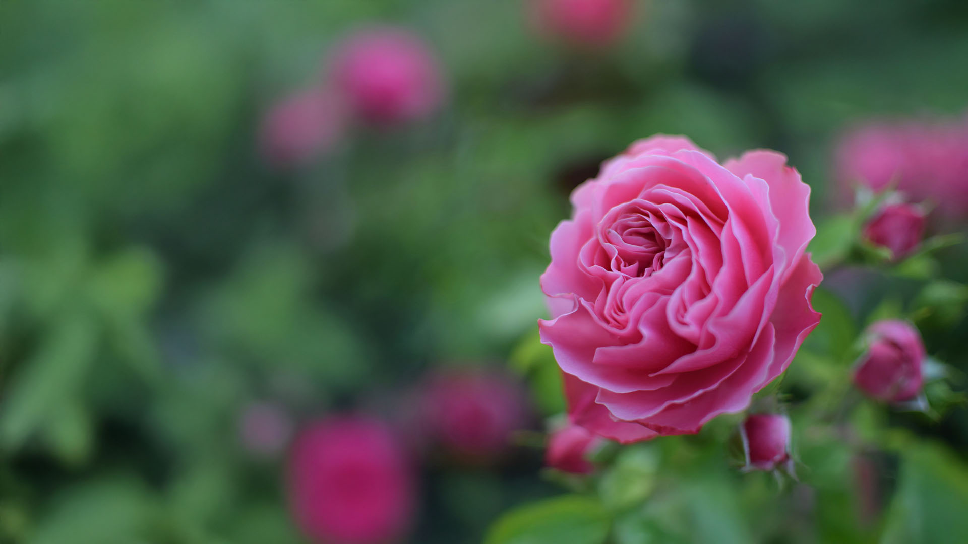 spray_rose