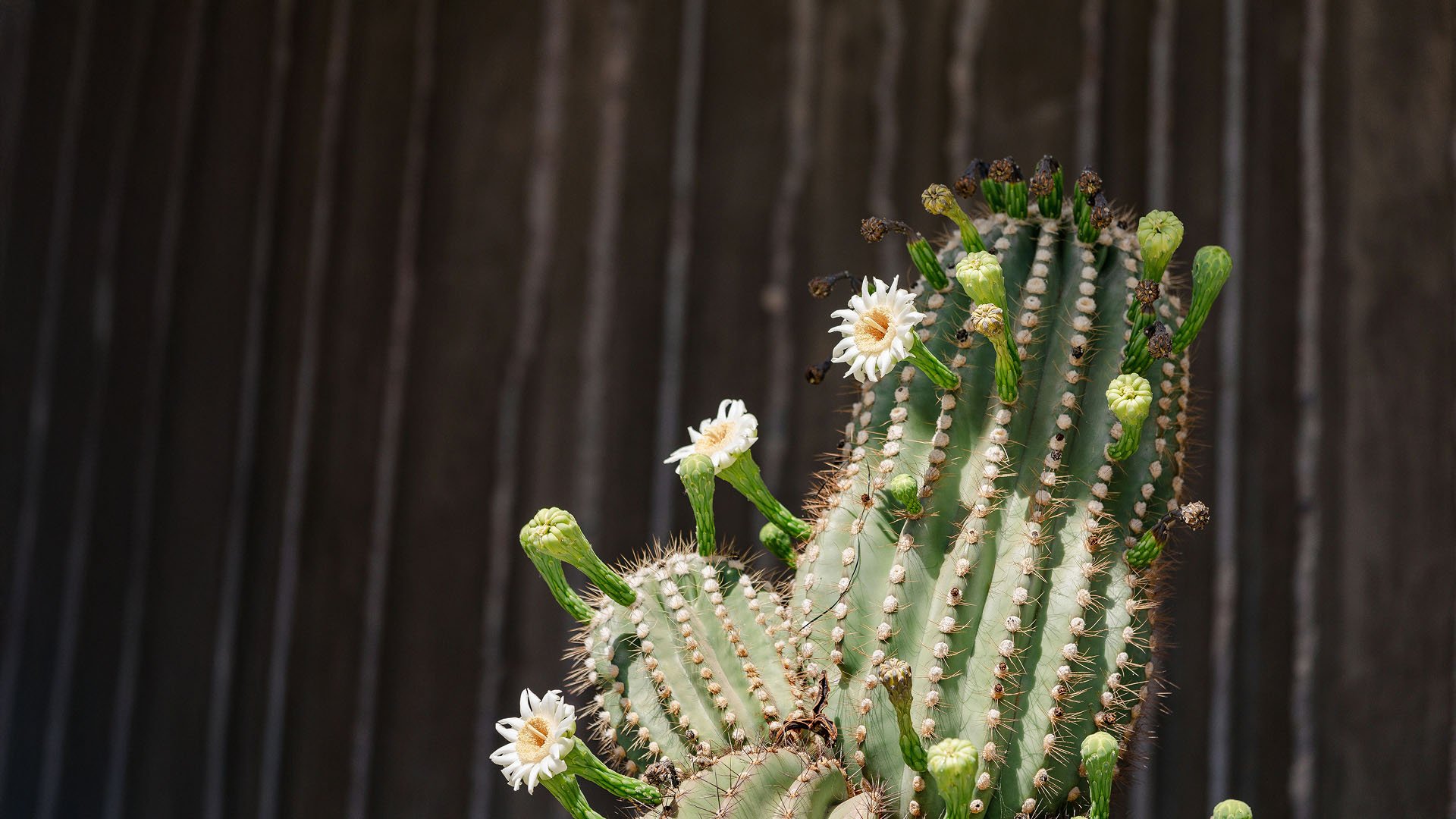 arizona