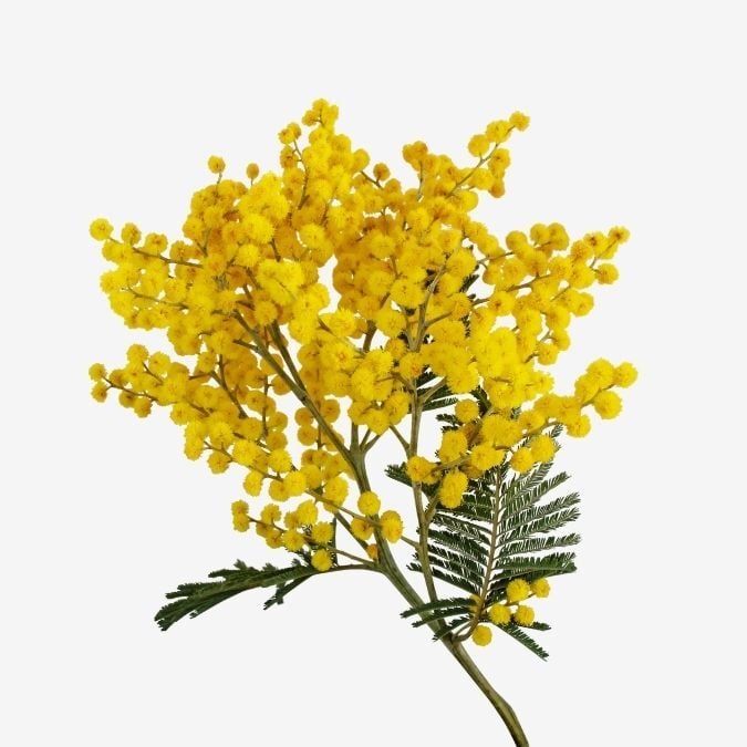 Mimosa