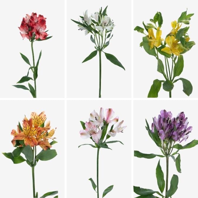 Assorted