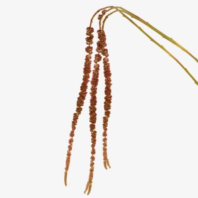 Amaranthus_Bronze_Hanging