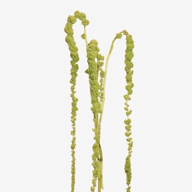 Green Hanging