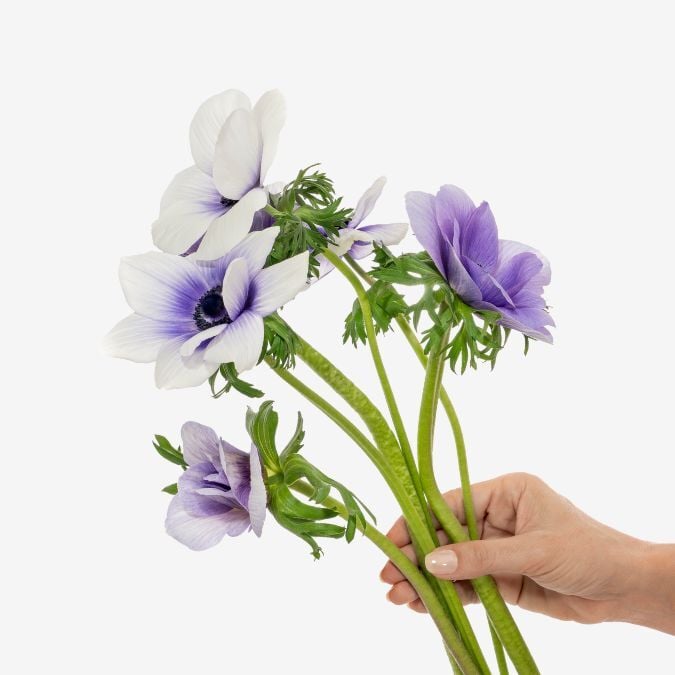 Anemone_Mistral_Plus_Viola