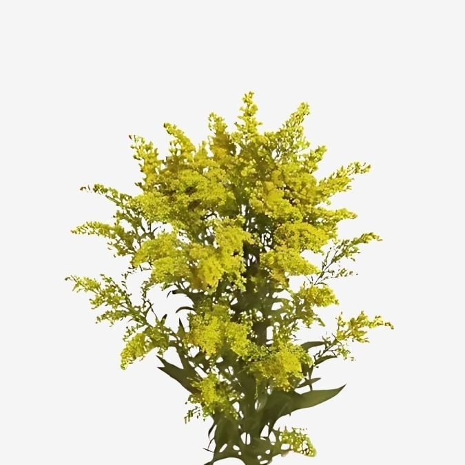 Solidago