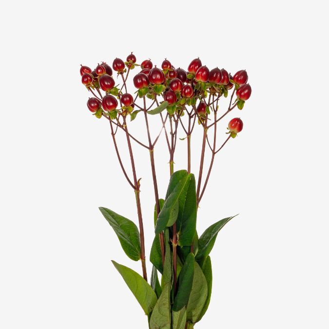 Burgundy_Victory_Hypericum