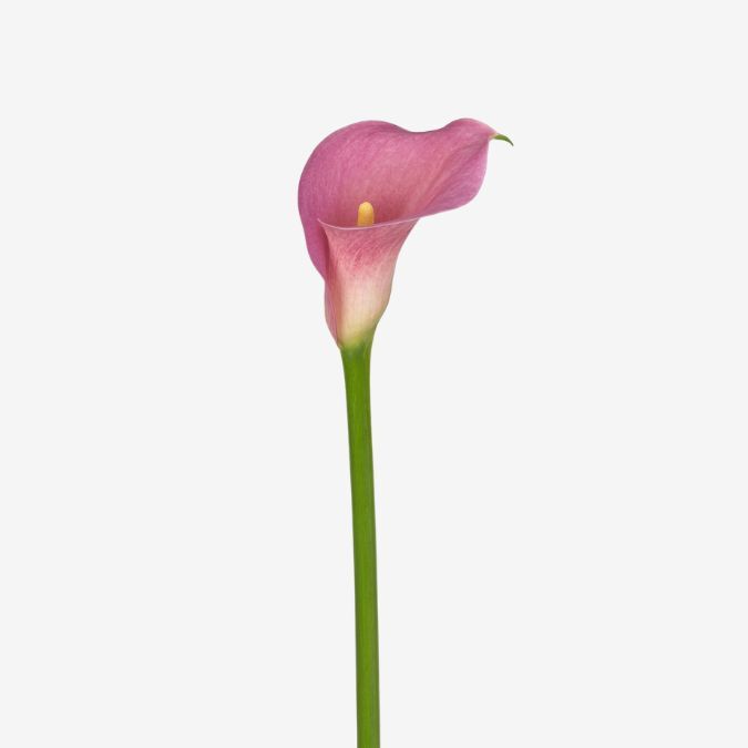 Calla
