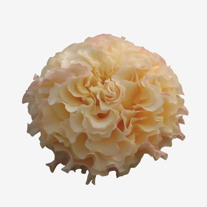Campanella_Peach_Garden_Rose