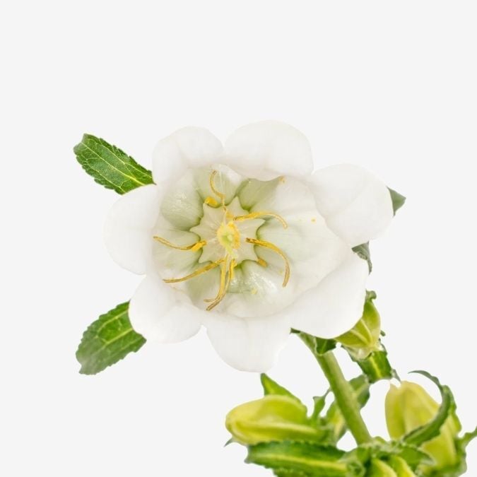 White Campanula