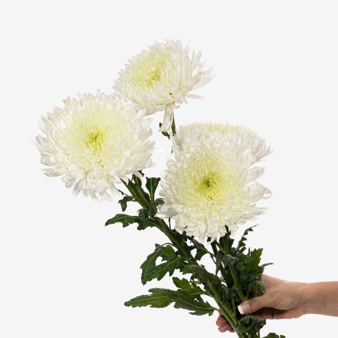 Chrysanthemums