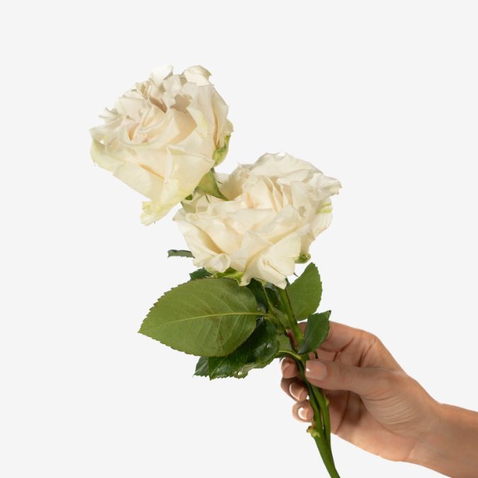 Cotton_Xpression_Garden_Roses