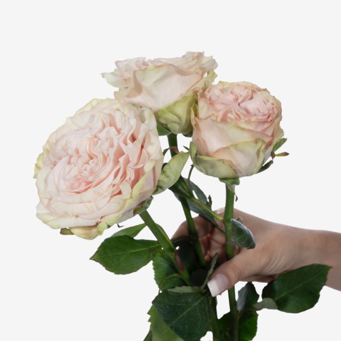 Country_Secret_Garden_Rose