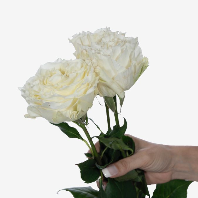 Creamykiss_Garden_Rose