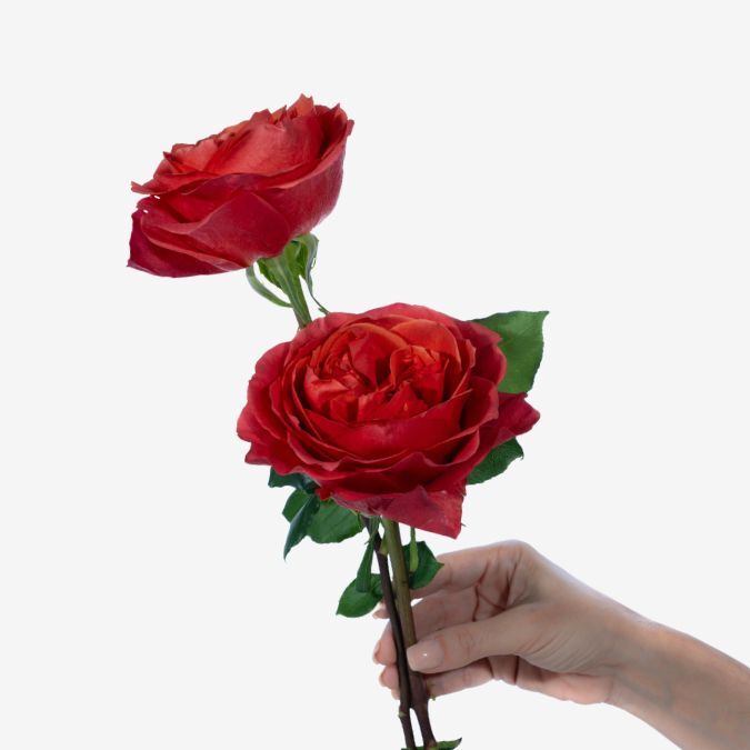 Dark_X_Pression_Garden_Rose