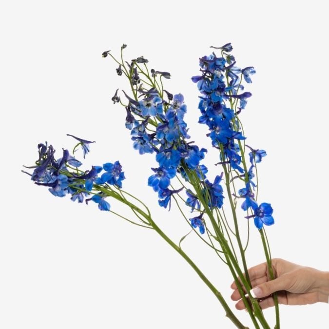 Belladonna