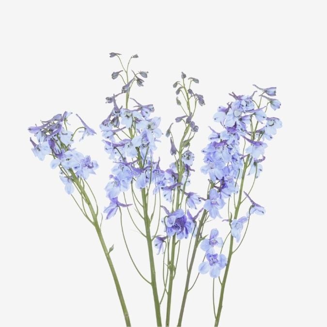 Belladonna Light Blue