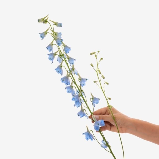 Hybrid Light Blue