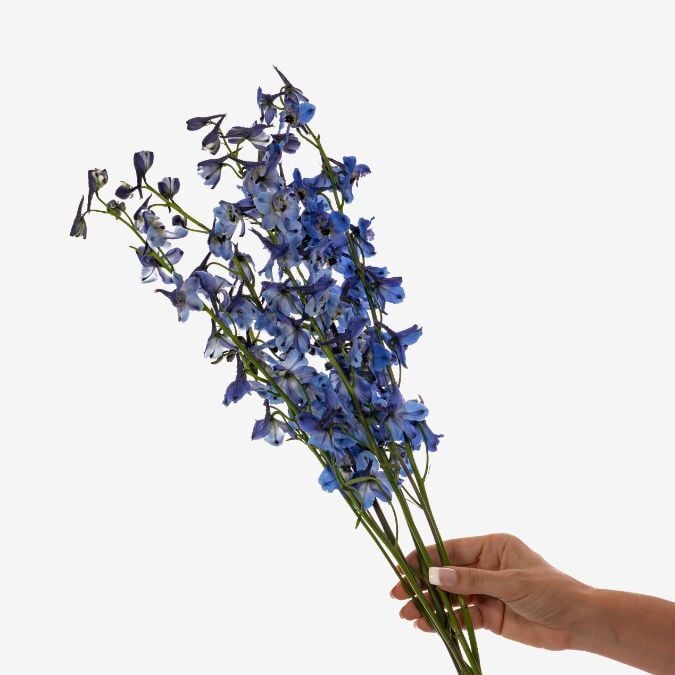 Delphinium_Sea_Waltz_Dark_Blue