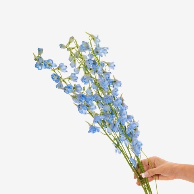 Sky Waltz Light Blue