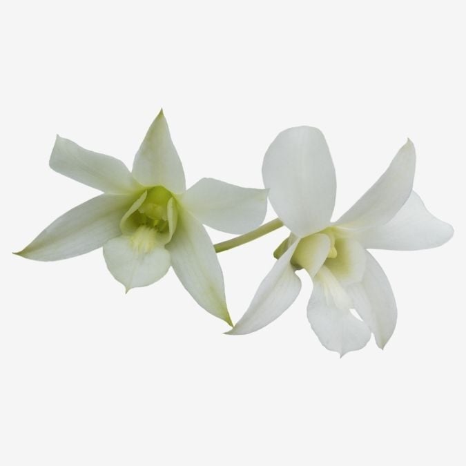 Dendrobium White