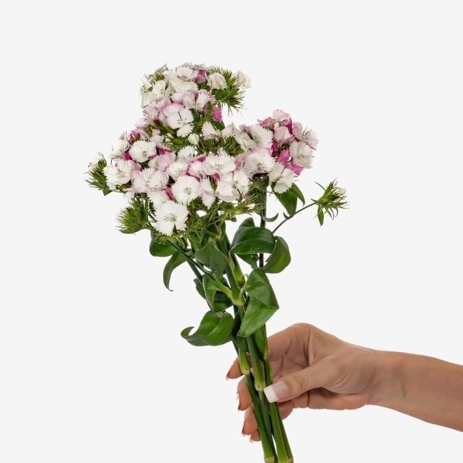 Sweet William Light Pink