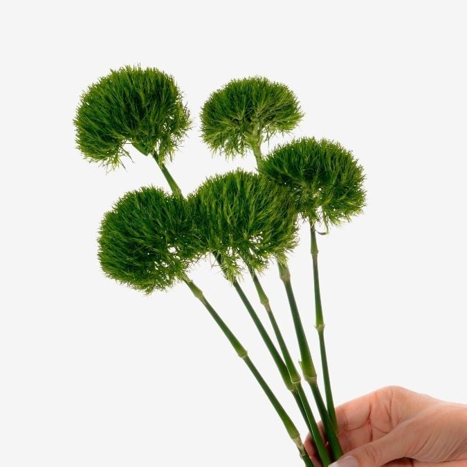 Green Ball