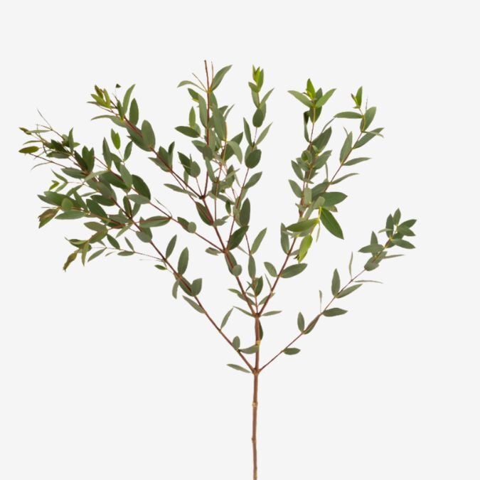 Eucalyptus_Parvafolia