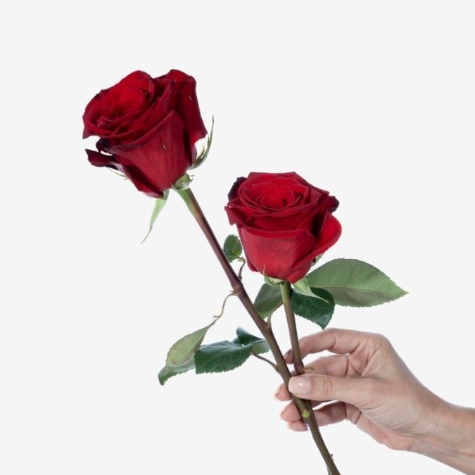 Freedom Rose