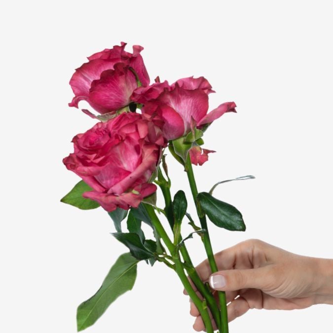 Garden_Roses_Country_Blues