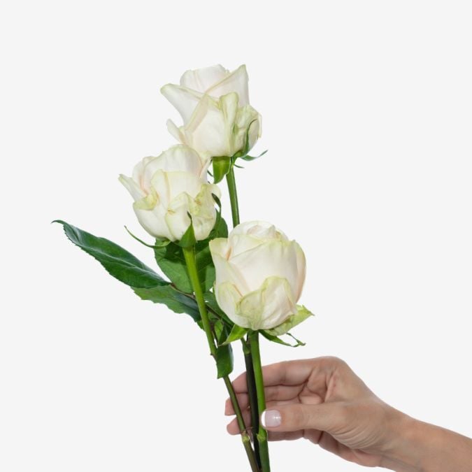 Garden_Spirit_Garden_Rose