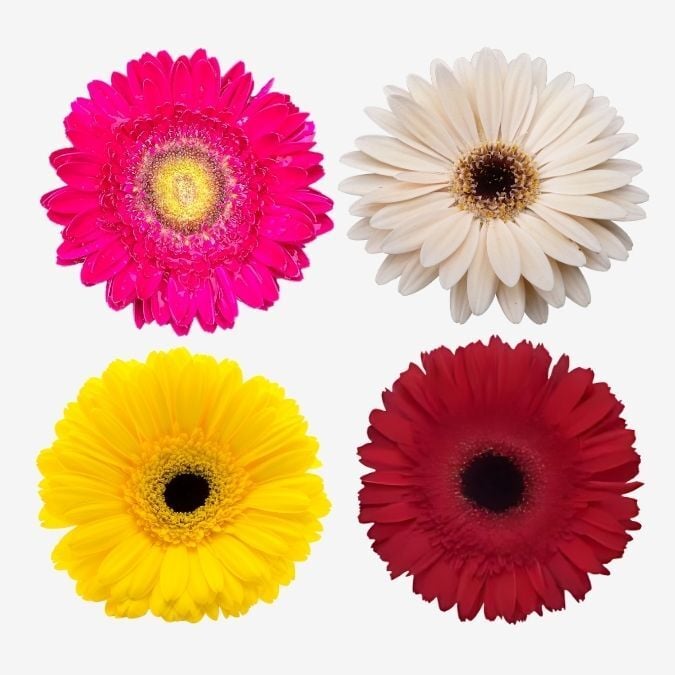 Assorted