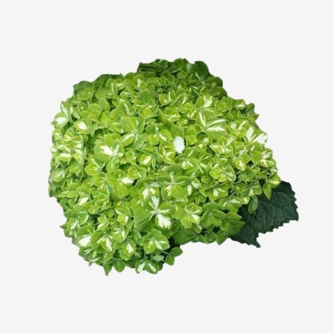 mini green