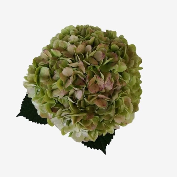 Antique Green Select
