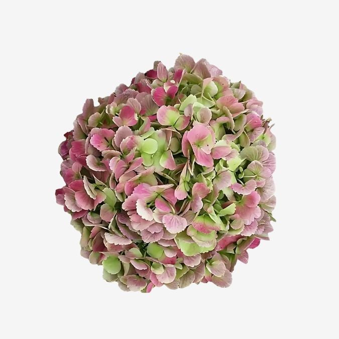 Hydrangea_Antique_Red_premium