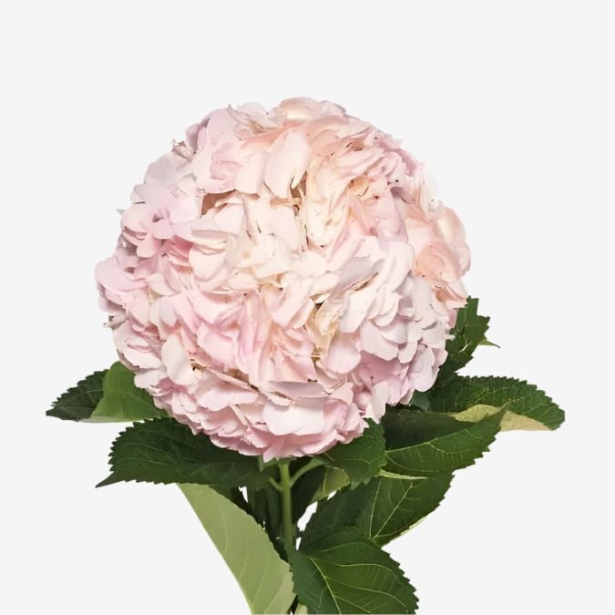 Hydrangea_Light_Pink