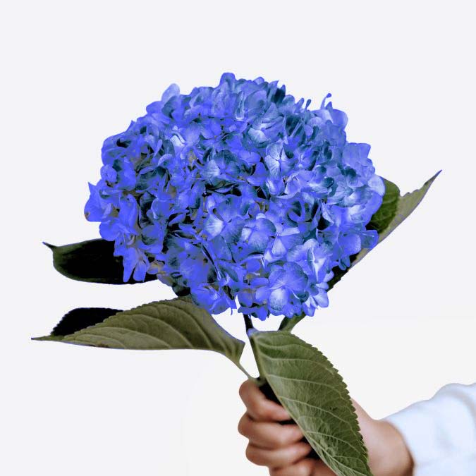 Hydrangea_Shocking_Blue_Select