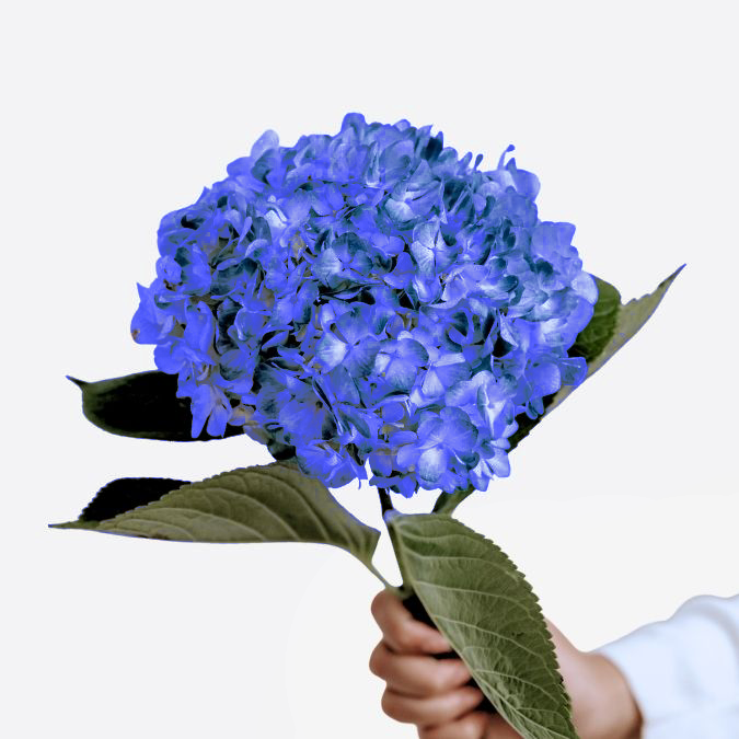 Shocking Blue Select