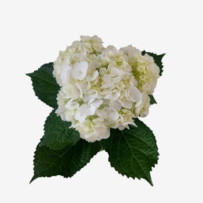 White Premium