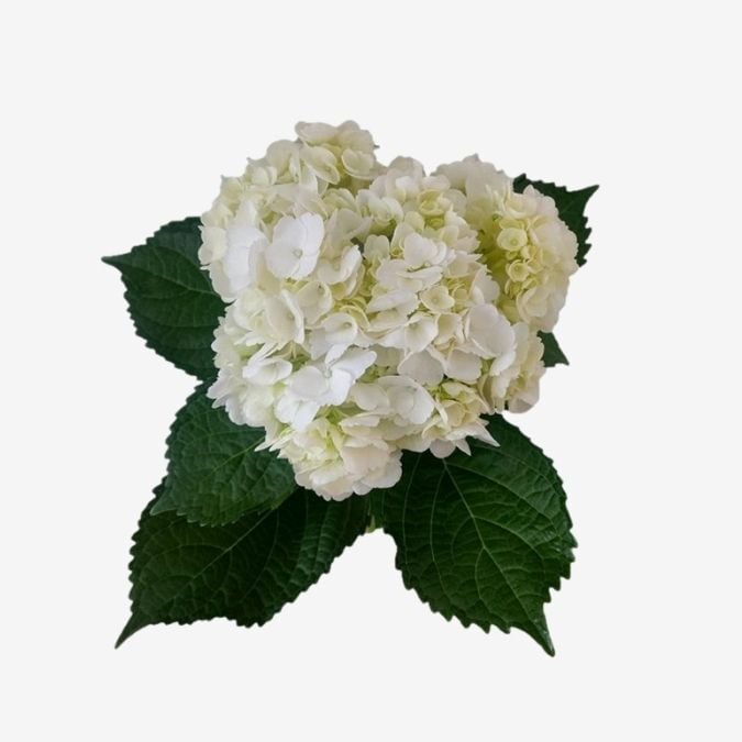 White Verena