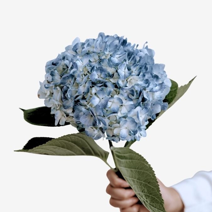 Blue Select