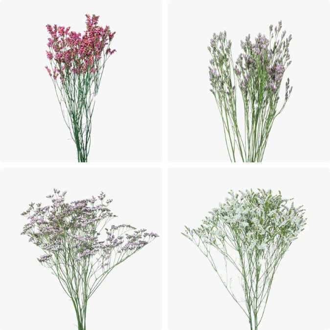 Limonium_Valentine_Assorted