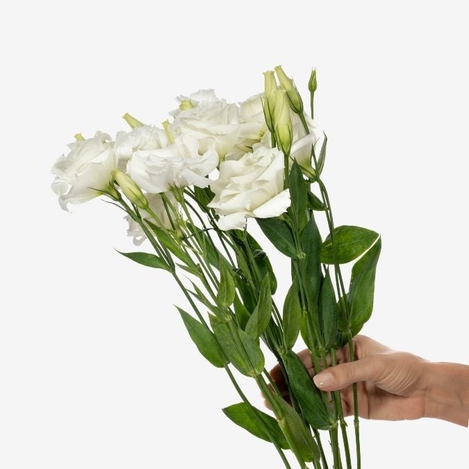 Mariachi White