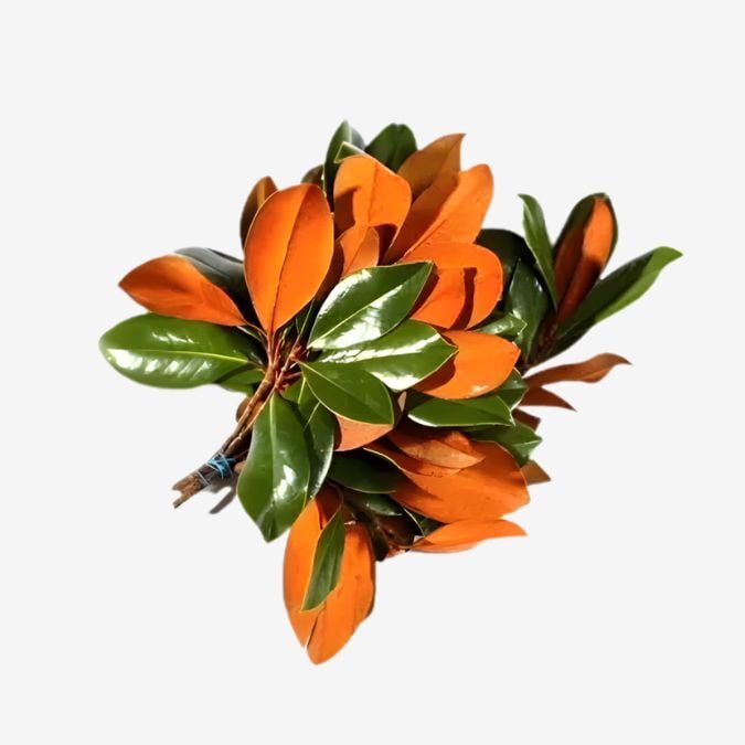 Magnolia_Tips