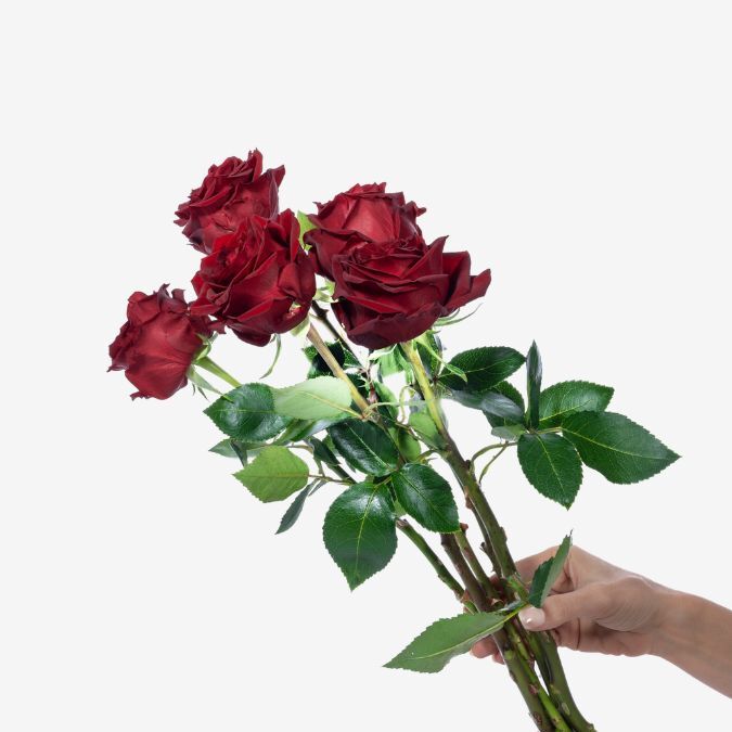 MayraS_Red_Garden_Rose