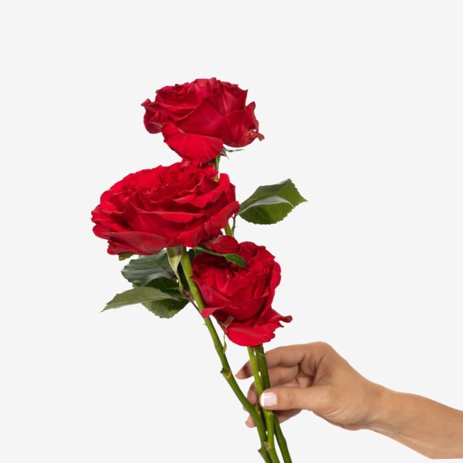 Mayras_Hot_Pink_Garden_Rose