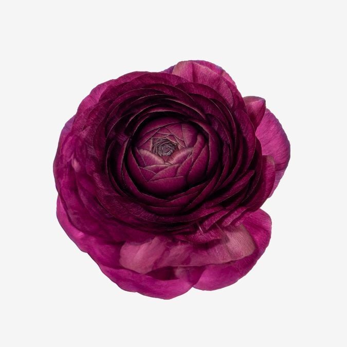 Milka_Ranunculus