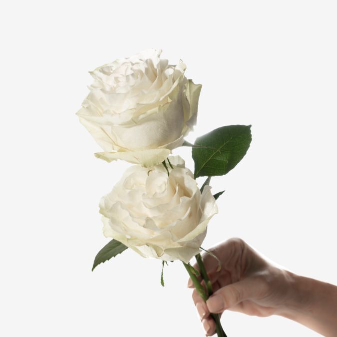 Moonstone_Garden_Rose